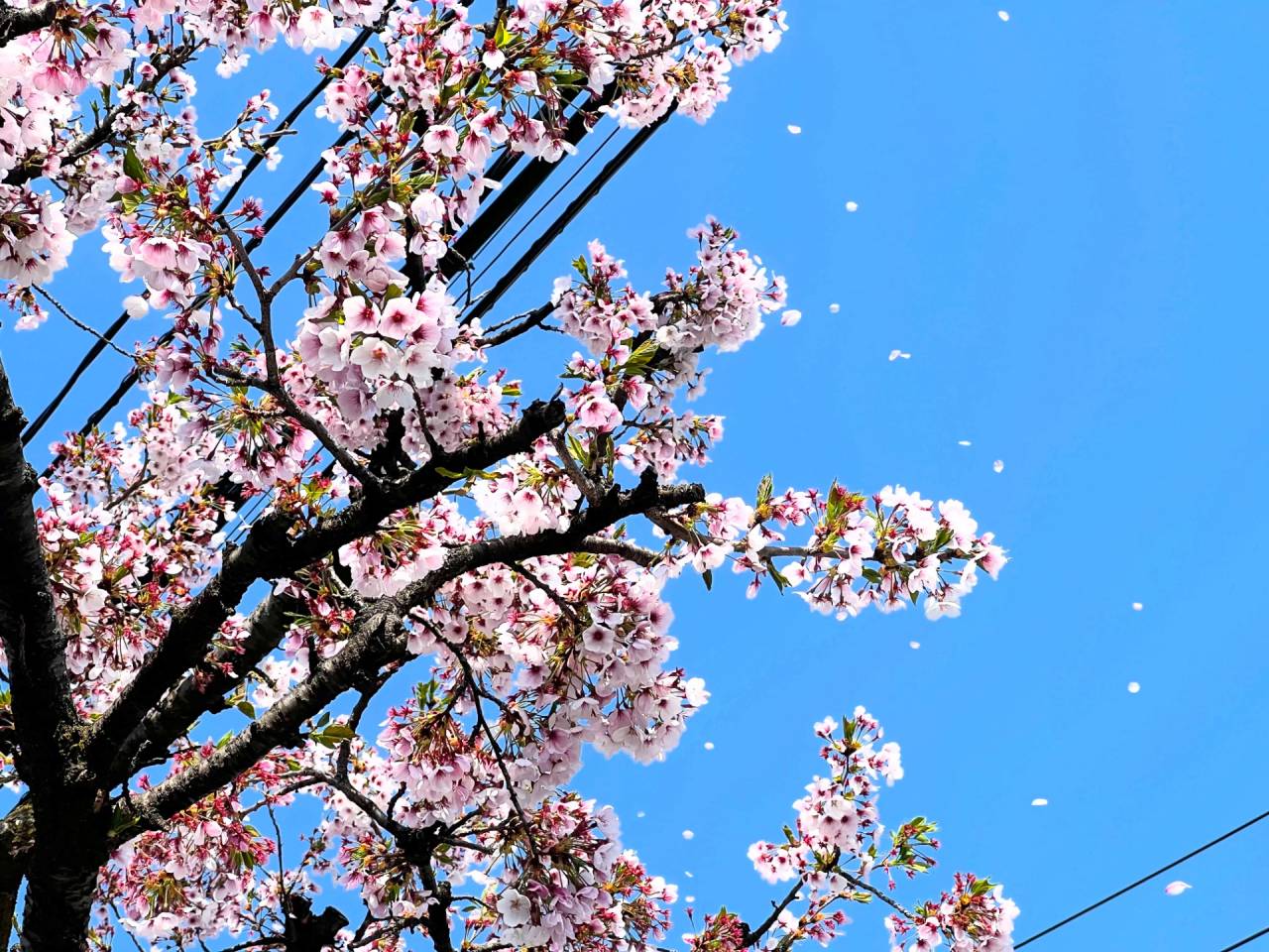 ときめき通りの桜Chill